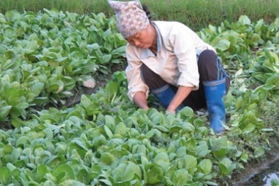 Gieo chất xám, thu trái ngọt